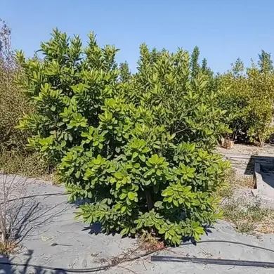 Terreno de , Arequipa · Venta Terreno  en La Joya